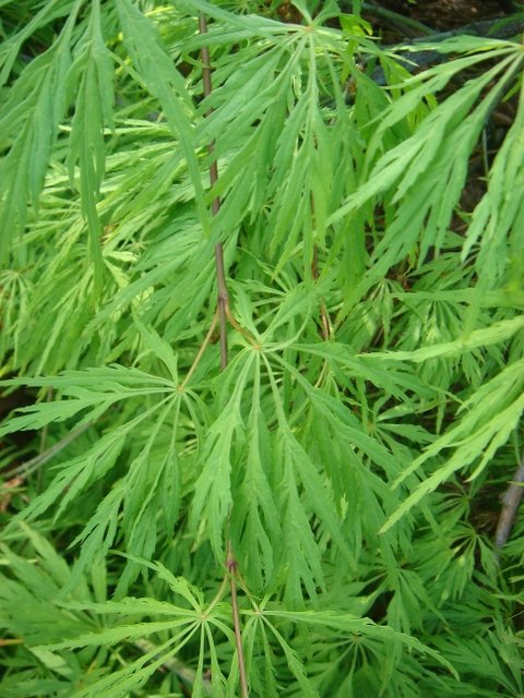 Acer palmatum 'Dissectum' feuille